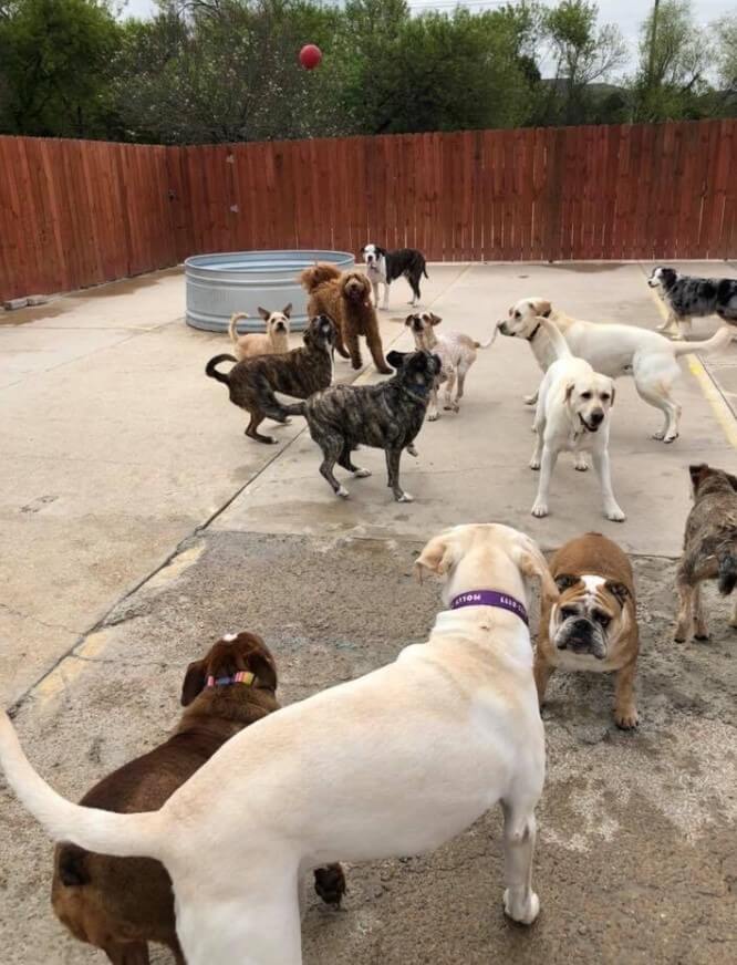 perreras en san antonio Kara's K9 Retreat