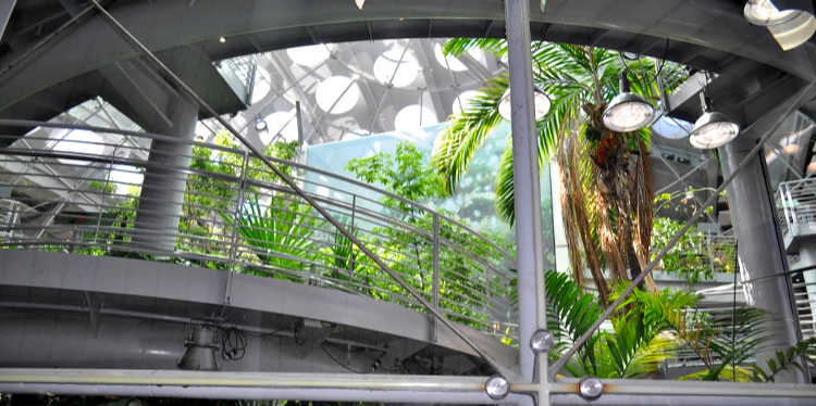 Selva tropical de la Academia de Ciencias de California