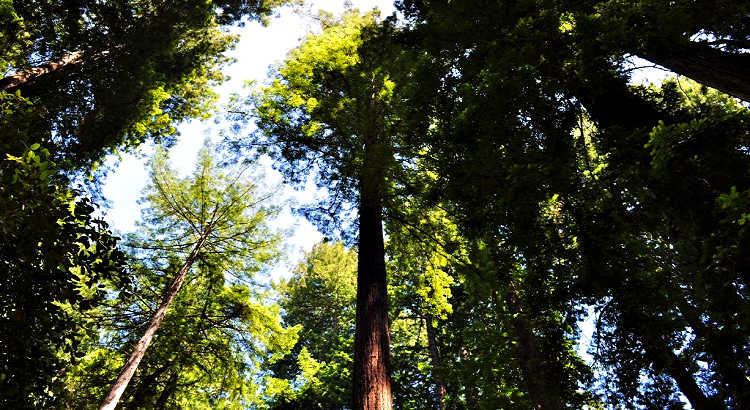Muir Woods en el condado de Marin