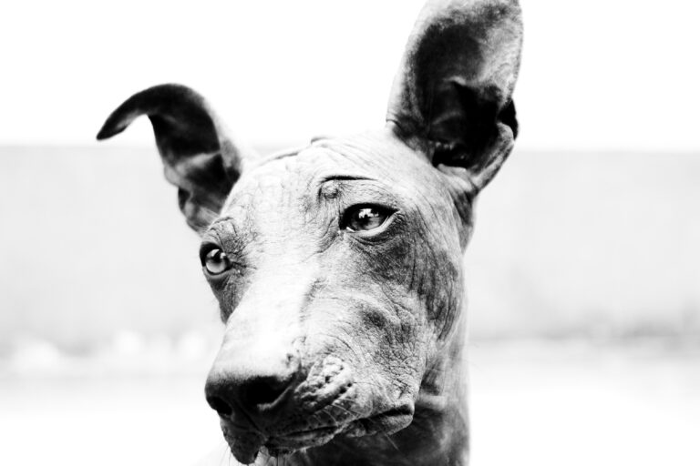 Comprar Un Perro En Miami