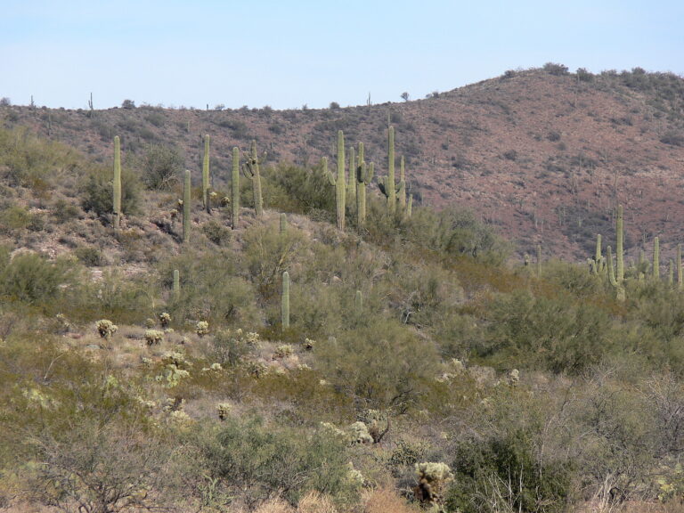 Accidente En Phoenix Arizona Hoy