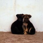 Perritos De Venta En Los Angeles