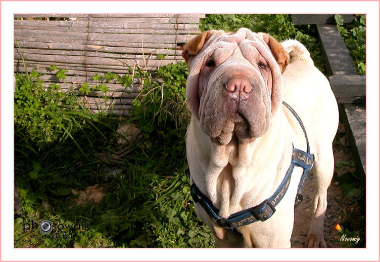 Perros En Venta En Chicago