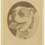 Bulldog Ingles Precio En Usa
